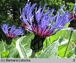 Centaurea mollis (chaber miękkowłosy)