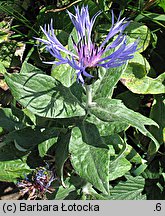 Centaurea mollis (chaber miękkowłosy)