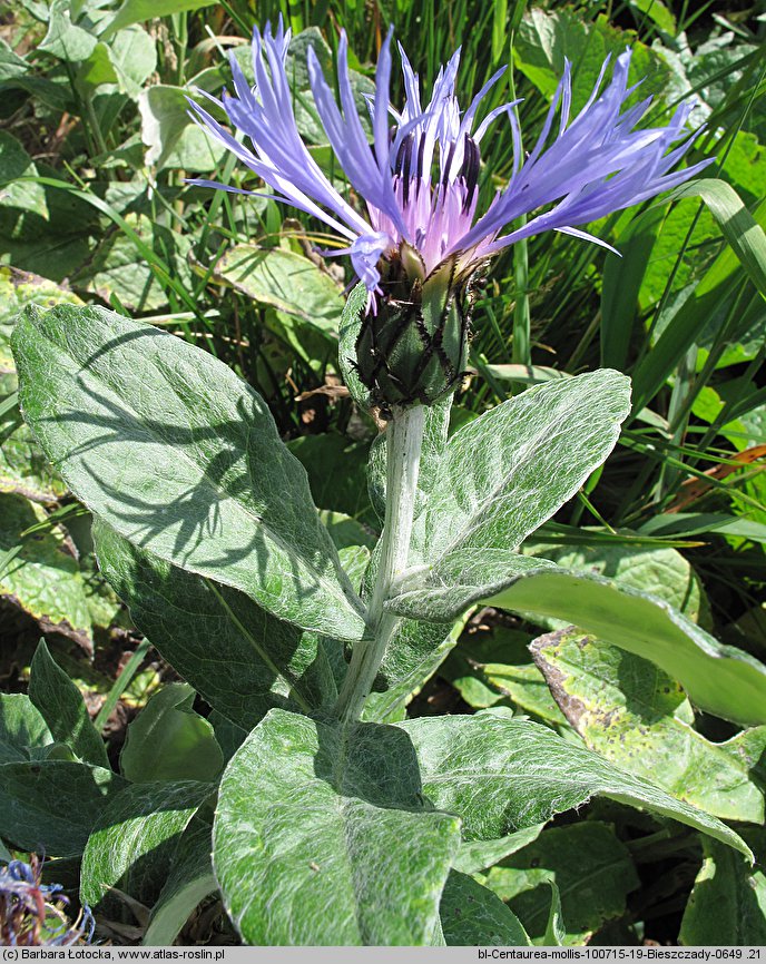 Centaurea mollis (chaber miękkowłosy)