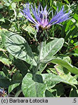 Centaurea mollis (chaber miękkowłosy)