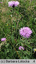 Centaurea phrygia (chaber austriacki)