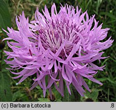 Centaurea phrygia (chaber austriacki)