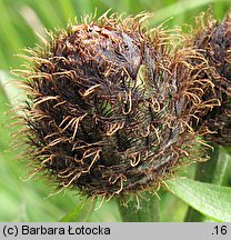 Centaurea phrygia (chaber austriacki)