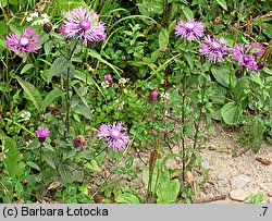 Centaurea phrygia (chaber austriacki)