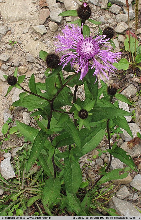 Centaurea phrygia (chaber austriacki)