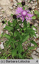 Centaurea phrygia (chaber austriacki)