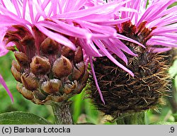 Centaurea phrygia (chaber austriacki)