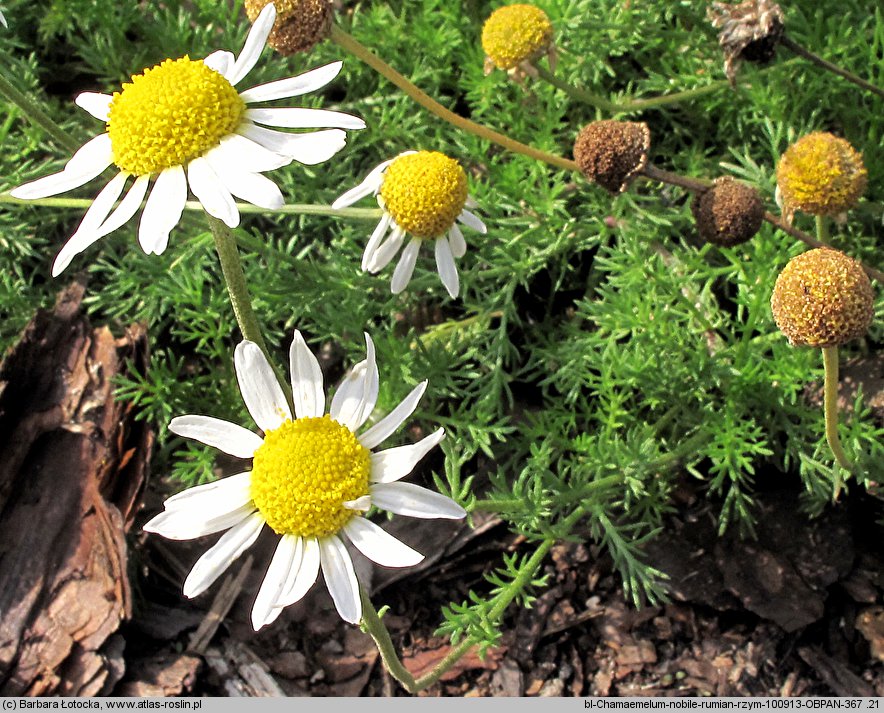 Anthemis nobilis (rumian rzymski)