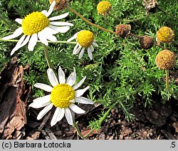 Anthemis nobilis (rumian rzymski)