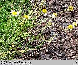 Anthemis nobilis (rumian rzymski)