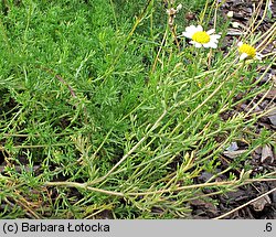 Anthemis nobilis (rumian rzymski)