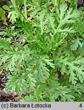 Chrysanthemum coronarium (złocień wieńcowy)