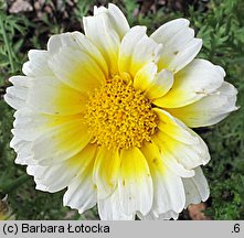 Chrysanthemum coronarium (złocień wieńcowy)