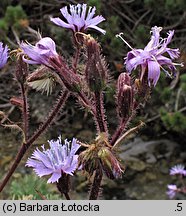 Cicerbita alpina (modrzyk górski)