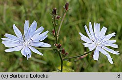 Cichorium intybus (cykoria podróżnik)