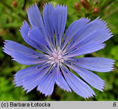 Cichorium intybus (cykoria podróżnik)