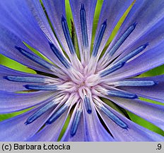 Cichorium intybus (cykoria podróżnik)