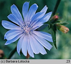 Cichorium intybus (cykoria podróżnik)