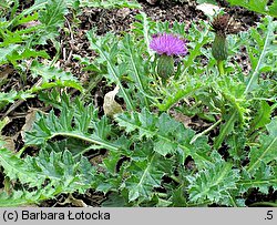 Cirsium acaule (ostrożeń krótkołodygowy)