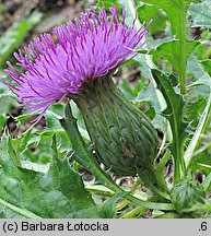 Cirsium acaule (ostrożeń krótkołodygowy)