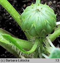 Cirsium acaule (ostrożeń krótkołodygowy)