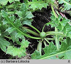 Cirsium acaule (ostrożeń krótkołodygowy)