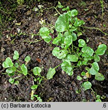 Cochlearia polonica (warzucha polska)