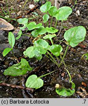 Cochlearia polonica (warzucha polska)