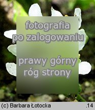 Cochlearia polonica (warzucha polska)