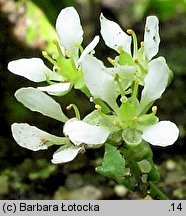 Cochlearia polonica (warzucha polska)