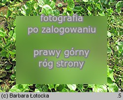 Cochlearia polonica (warzucha polska)