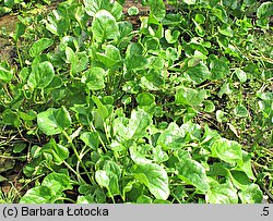 Cochlearia polonica (warzucha polska)