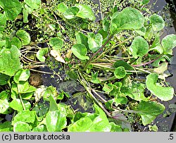 Cochlearia polonica (warzucha polska)