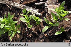 Coriandrum sativum (kolendra siewna)