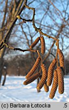 Corylus avellana (leszczyna pospolita)