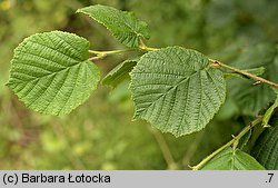 Corylus avellana (leszczyna pospolita)