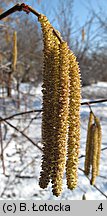 Corylus avellana (leszczyna pospolita)