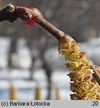 Corylus avellana (leszczyna pospolita)