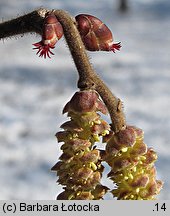 Corylus avellana (leszczyna pospolita)