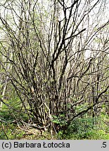 Corylus avellana (leszczyna pospolita)