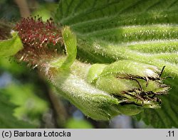 Corylus avellana (leszczyna pospolita)