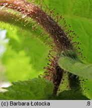 Corylus avellana (leszczyna pospolita)