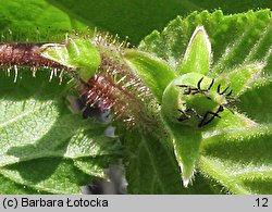 Corylus avellana (leszczyna pospolita)