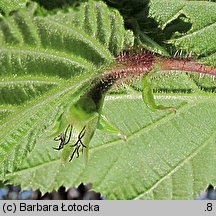 Corylus avellana (leszczyna pospolita)