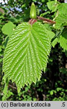 Corylus avellana (leszczyna pospolita)