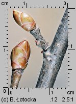 Corylus avellana (leszczyna pospolita)