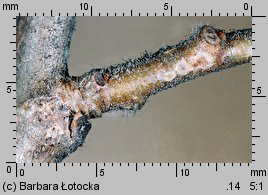 Corylus avellana (leszczyna pospolita)