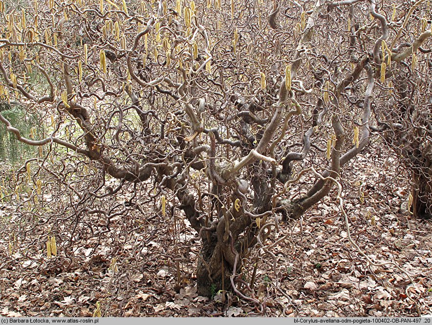 Corylus avellana Contorta