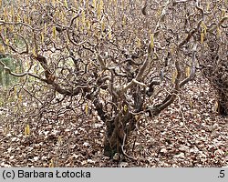 Corylus avellana Contorta