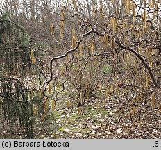 Corylus avellana Contorta